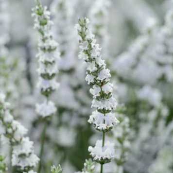 Лавандин Edelweiss Білий LEW фото