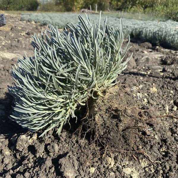 Лавандин Edelweiss Білий LEW фото