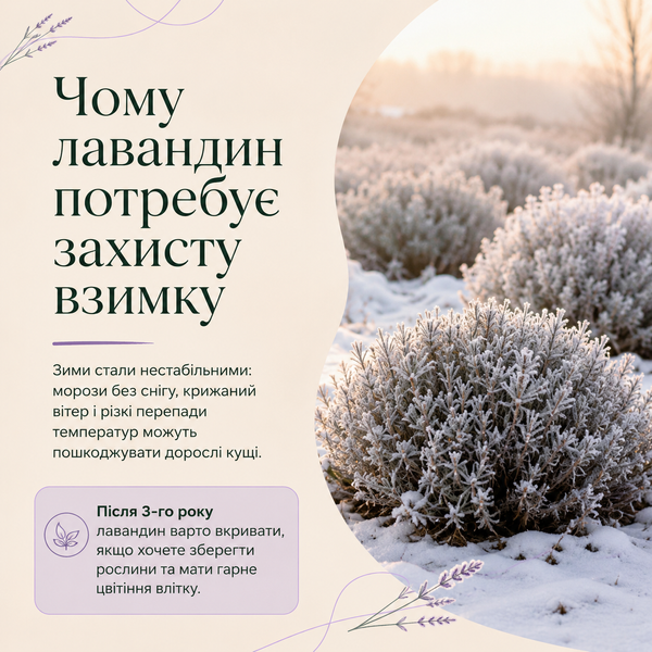 Захисний чохол для лавандину на зиму ZFSL фото