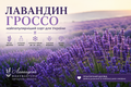 Лавандин Гроссо &mdash; чому саме цей сорт ми рекомендуємо для вирощування в Україні фото