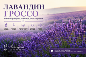 Лавандин Гроссо &mdash; чому саме цей сорт ми рекомендуємо для вирощування в Україні фото